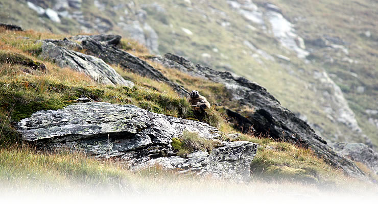 Murmeltier am Großglockner